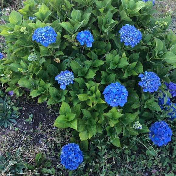 Meet your Posher, Samantha - Picture 1 of 1